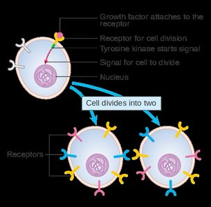 Growth factor signaling and cell division