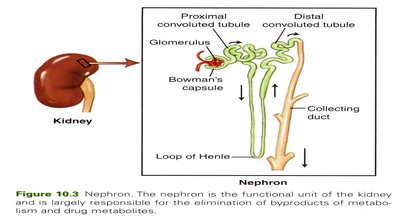 Nephron structure and drug elimination