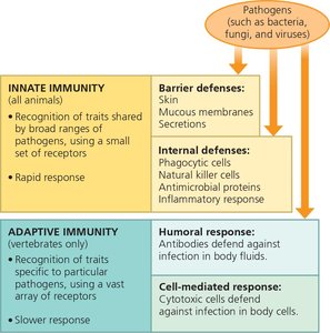 Overview of innate and adaptive immunity