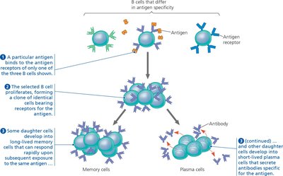 Clonal selection of B cells