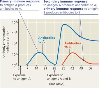 Primary and secondary immune responses