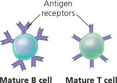 B and T lymphocytes with antigen receptors