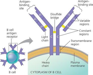 Structure of a B cell antigen receptor
