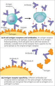 Antigen recognition by B cells and antibodies