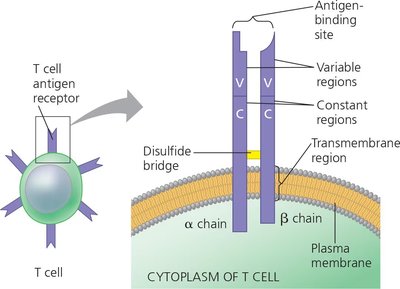 Structure of a T cell antigen receptor