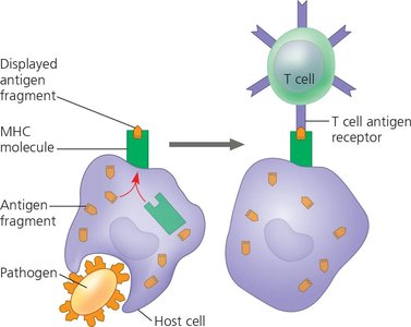 Antigen presentation by MHC molecules to T cells