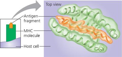 MHC molecule cradling an antigen fragment