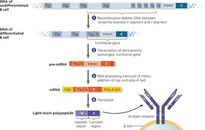 Immunoglobulin gene rearrangement
