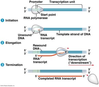 Steps of transcription: initiation, elongation, termination