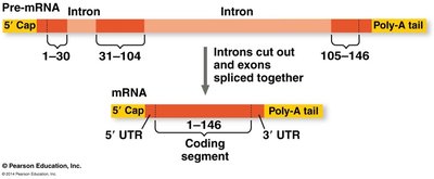Diagram of pre-mRNA processing: capping, splicing, poly-A tail