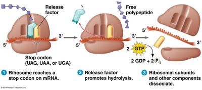 Translation termination: stop codon recognition and polypeptide release