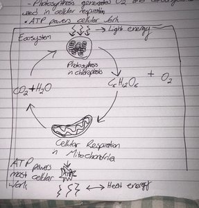 Diagram of energy flow in ecosystem: photosynthesis and cellular respiration