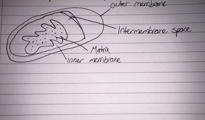 Labeled diagram of mitochondrion structure