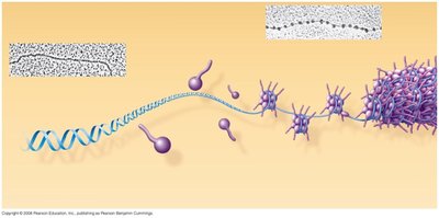 DNA packaging from double helix to chromatin fiber