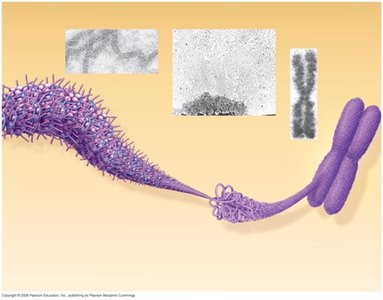 Further compaction of chromatin into metaphase chromosome