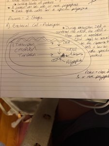 Diagram of transcription and translation in a prokaryotic cell