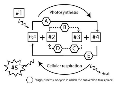 Diagram showing the cycle of photosynthesis and cellular respiration