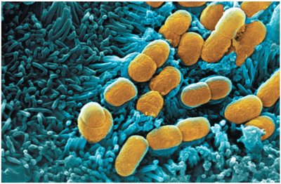 Bacteria on a surface