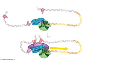 Model of transcription initiation in eukaryotes