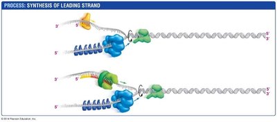 Synthesis of leading DNA strand