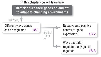 Chapter roadmap: Bacterial gene regulation