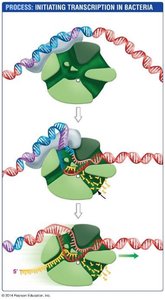 Initiation of transcription in bacteria