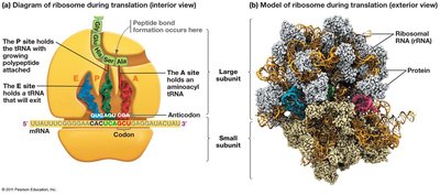 Ribosome structure and translation mechanism