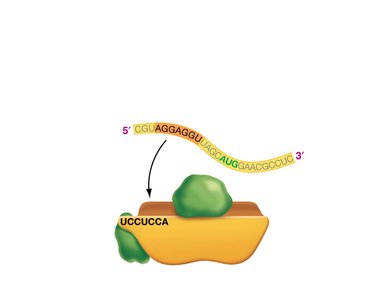 Translation initiation: mRNA binds to small ribosomal subunit