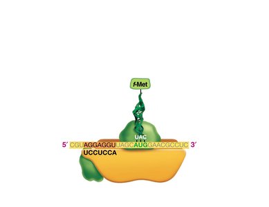 Translation initiation: initiator tRNA binds to start codon