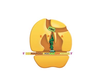 Translation initiation: large ribosomal subunit binds