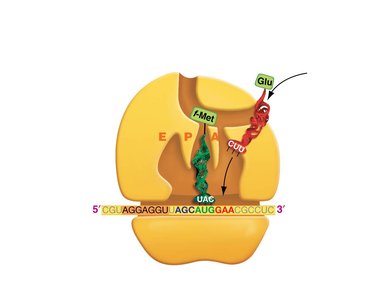 Translation elongation: incoming aminoacyl tRNA