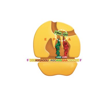 Translation elongation: peptide bond formation