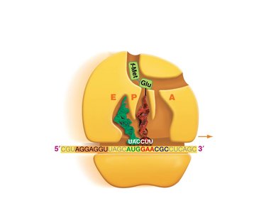 Translation elongation: translocation