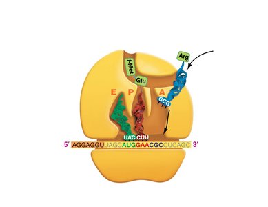 Translation elongation: incoming aminoacyl tRNA