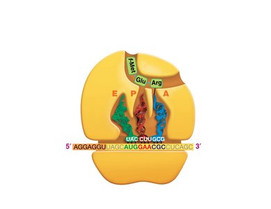 Translation elongation: peptide bond formation