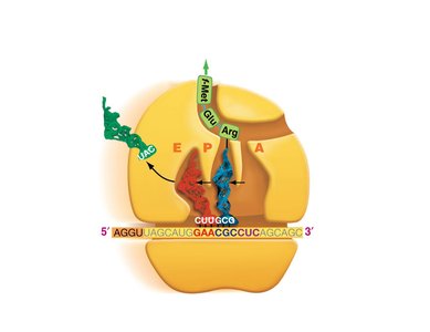 Translation elongation: translocation