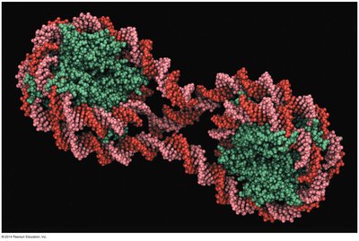 Nucleosome structure