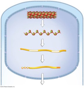 Levels of chromatin structure