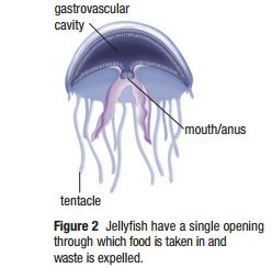 Diagram of a jellyfish showing the gastrovascular cavity, mouth/anus, and tentacle. The gastrovascular cavity serves as the site for both digestion and nutrient absorption.