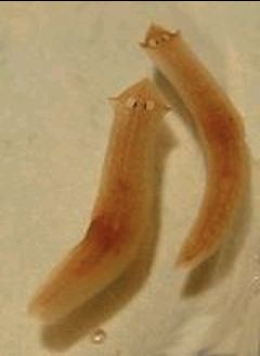 Photograph of flatworms, which also possess a gastrovascular cavity with a single opening for food intake and waste expulsion.