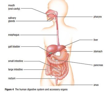 Diagram of the human digestive system showing the mouth, salivary glands, pharynx, esophagus, liver, gall bladder, stomach, pancreas, small intestine, large intestine, rectum, and anus.