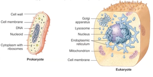 Diagram comparing prokaryotic and eukaryotic cell structure