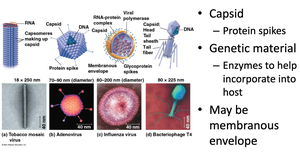 Diagram and examples of virus structure