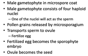 Summary of pollen and fertilization steps in seed plants