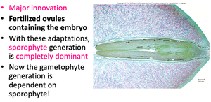 Image of fertilized ovule and text describing sporophyte dominance