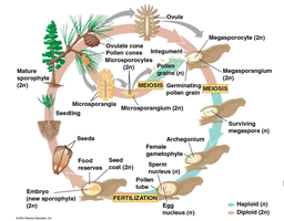Diagram of seed plant life cycle