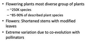 Summary of flowering plant diversity and flower structure