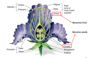 Diagram of flower anatomy