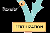 Fertilization in the plant life cycle