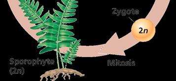 Sporophyte and zygote in the plant life cycle